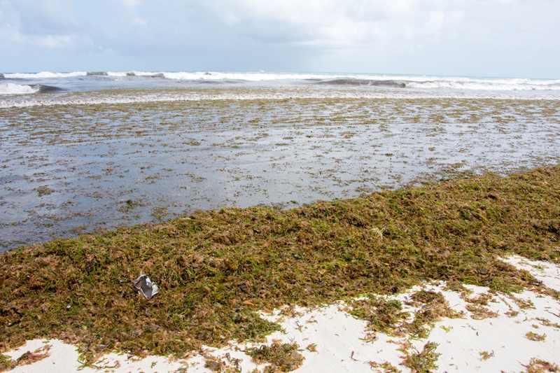 カンクン｜海藻まみれのビーチ