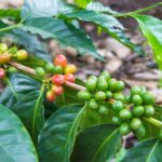 サレント｜350円でコーヒー農園見学。一級品コロンビアコーヒーの試飲、コーヒー豆収穫体験も出来てコスパ抜群。コロンビアに来たら是非行くべき。